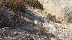 Chenopodium fremontii