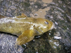 Cottus gobio