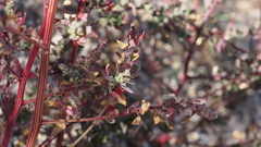 Chenopodium fremontii