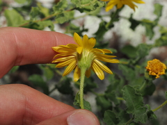Heterotheca viscida, photograph (c) Joseph Aubert, some rights reserved (CC BY)