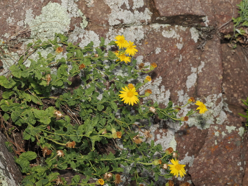 Cliff False Goldenaster (Heterotheca viscida)