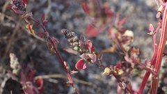 Chenopodium fremontii