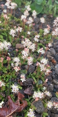 Bryanthus gmelinii