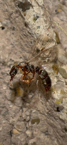 Common Porthole Ant photo 5