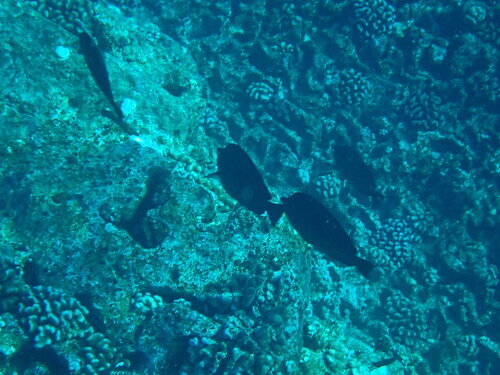 Hemitaurichthys thompsoni, 2025-09-04