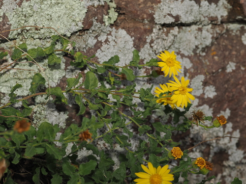 Heterotheca viscida, photograph 4
