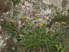 Heterotheca viscida, photograph (c) Joseph Aubert, some rights reserved (CC BY)