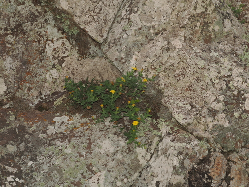 Heterotheca viscida, photograph 6