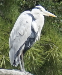 Ardea cinerea