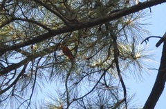 Piranga rubra