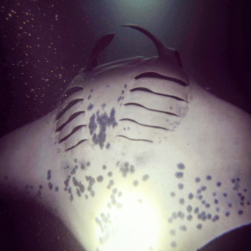 Foto de Manta de arrecife (Mobula alfredi)