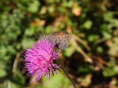 Erebia tyndarus