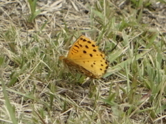 Argynnis hyperbius