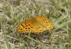 Argynnis hyperbius