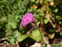 Erebia tyndarus