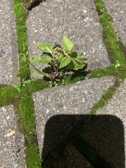 Parthenocissus tricuspidata