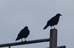 Corvus
