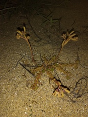 Portulaca californica