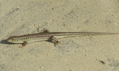 Ctenotus robustus