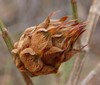 Casuarina Gall - Photo (c) Scott W. Gavins, some rights reserved (CC BY-NC), uploaded by Scott W. Gavins