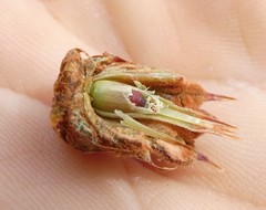 Cylindrococcus spiniferus