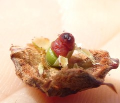 Cylindrococcus spiniferus