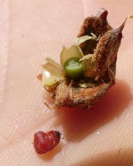 Cylindrococcus spiniferus