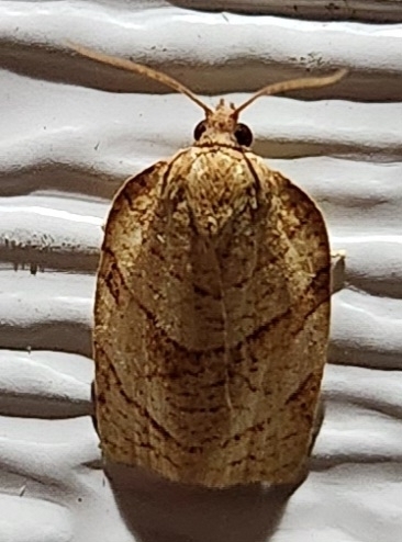 Parallel-banded Leafroller Moth photo 4