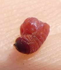 Cylindrococcus spiniferus