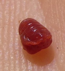 Cylindrococcus spiniferus