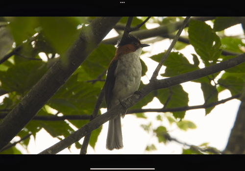 Chestnut Bulbul