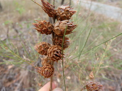 Cylindrococcus spiniferus