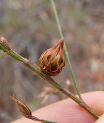 Cylindrococcus spiniferus