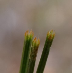 Cylindrococcus spiniferus