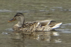 Anas platyrhynchos × zonorhyncha