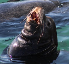 Zalophus californianus