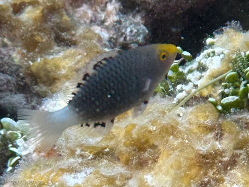 Filament-finned parrotfish (Scarus altipinnis) — Scaridae