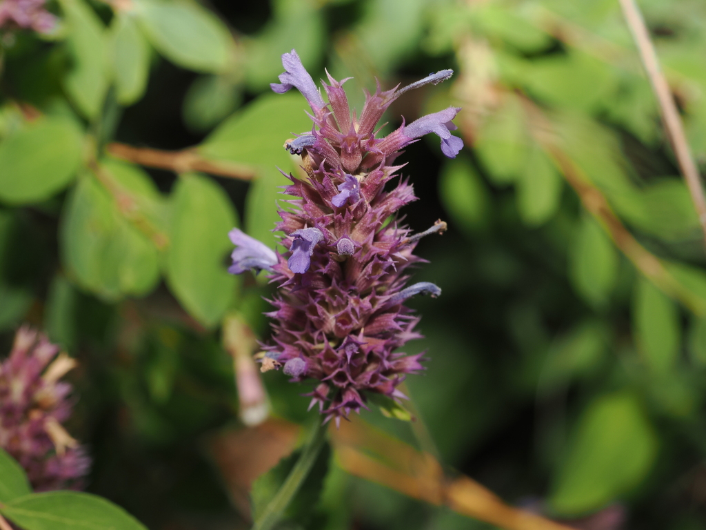 Agastache pallidiflora; photograph (c) Joseph Aubert, some rights reserved (CC BY)