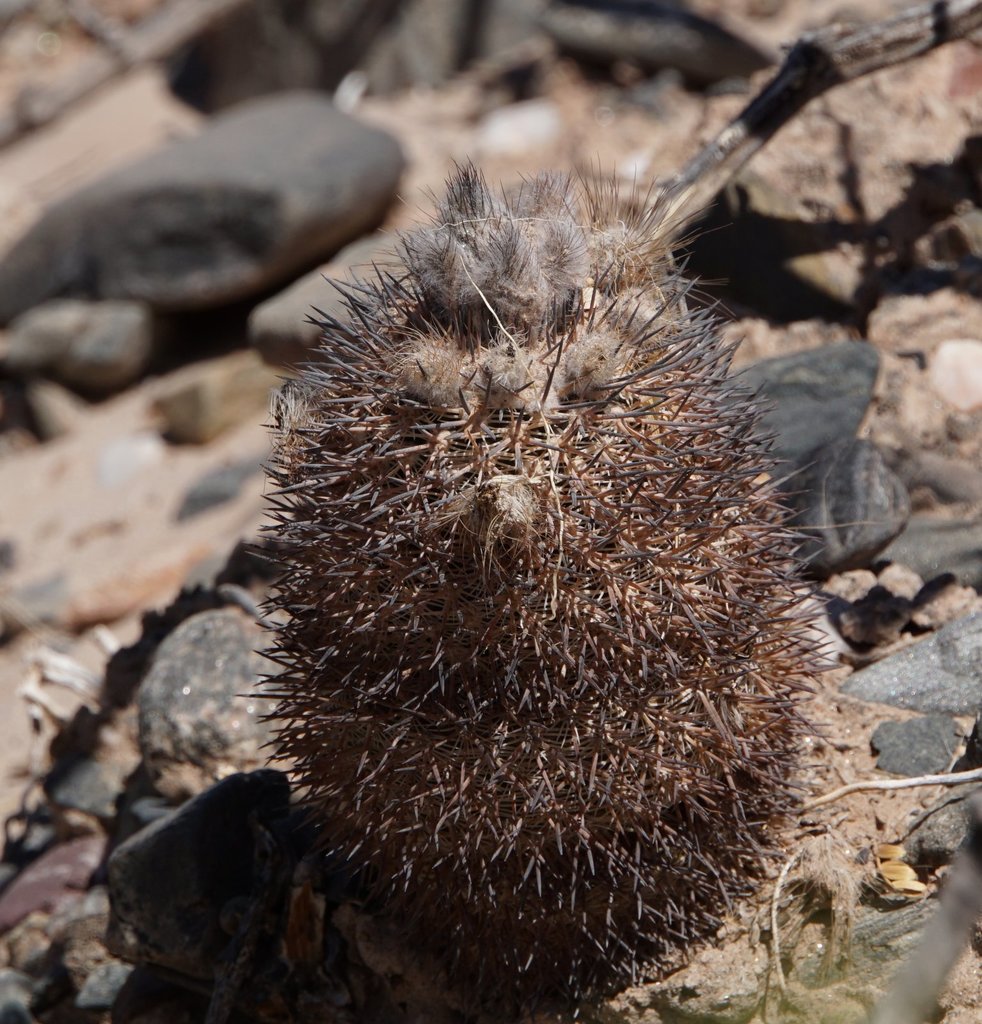 Parodia horrida