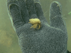 Pagurus acadianus