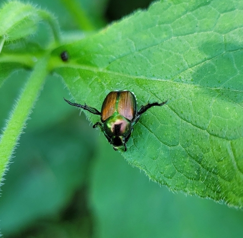 Japanese Beetle