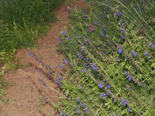 Salvia arizonica, photograph 6