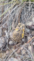 Chytridiomycota