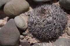 Acanthocalycium thionanthum