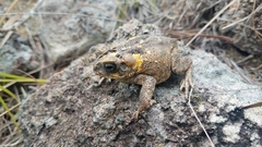 Chytridiomycota