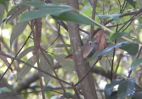 Huet's Fulvetta