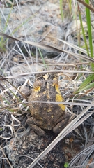 Chytridiomycota