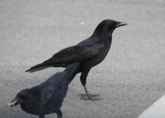 Corvus brachyrhynchos