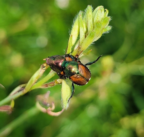 Japanese Beetle