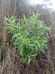 Veronica dieffenbachii